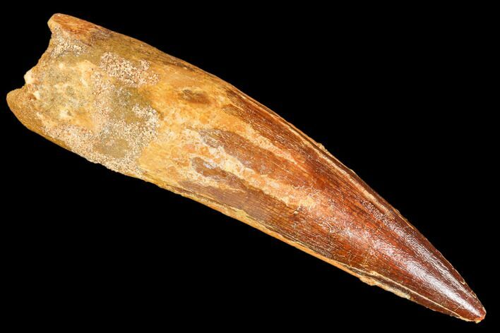 Real Spinosaurus Tooth - Partial Root & Nice Tip #106749